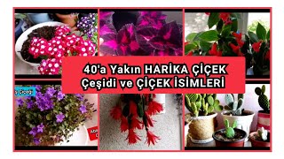 HARİKA ÇİÇEK Çeşitleri ÇİÇEK İSİMLERİ Flowers [upl. by Isiahi]