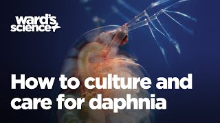 Caring and Culturing for Daphnia [upl. by Ahsinwad]