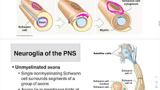 05 Neuroglia PNS and Myelin Formation [upl. by Ahsel]