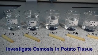 Osmosis Required Practical GCSE Biology [upl. by Prud697]