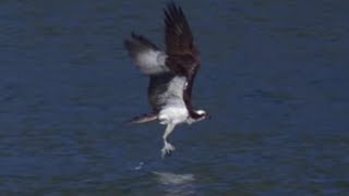 Osprey Hunts Fish in Slow Motion  BBC Earth Explore [upl. by Robinet]