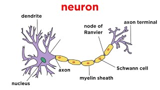 Types of Tissue Part 4 Nervous Tissue [upl. by Usanis623]