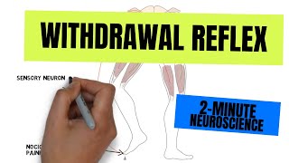 2Minute Neuroscience Withdrawal Reflex [upl. by Cotterell]