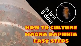 How to Culture Magna Daphnia Easily [upl. by Atiuqa]