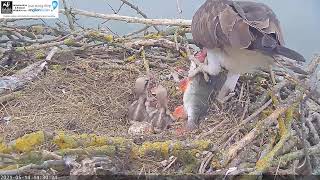 Rutland Ospreys third egg is broken by a runaway huge headless flapping fish 14 May 2021 [upl. by Eelaroc]