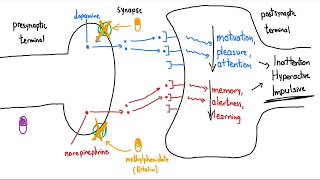 Stimulants Ritalin and Adderall Explained in 3 Minutes [upl. by Klaus64]