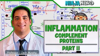 Immunology  Inflammation Complement Proteins Part 3 [upl. by Appolonia]