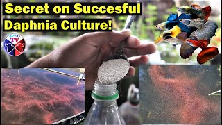 How to Culture Daphnia Successfully [upl. by Anavas]