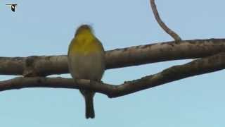 Yellowthroated Vireo [upl. by Ddene]