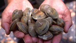 Facts Bivalves [upl. by Jelsma436]