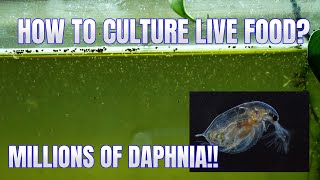 How to Culture Daphnia Secret Method to Breed MILLIONS  Simply Aquatic [upl. by Kciredor955]