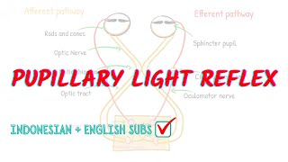 Pupillary light reflex pathway explained  Neuroaholics [upl. by Emiline]