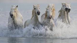 Chevaux de Camargue  Camargue horses [upl. by Udele59]