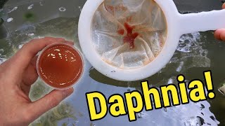 How I Culture Daphnia In Outdoor Tubs [upl. by Roseanne]