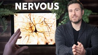 Nervous Tissue Histology Explained for Beginners [upl. by Saalocin]