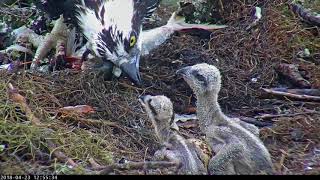 Live Fish Fed To Osprey Chicks On Wet Day In Savannah GA – April 23 2018 [upl. by Voltmer2]