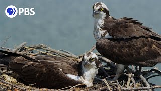 Osprey Pair Guards Nest From Intruders [upl. by Minnie]