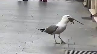 Seagull swallowing a rat in the streets😮 [upl. by Morril638]