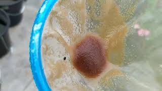 How to culture daphnia moina in a small container Part 1 English Subtitle [upl. by Lagiba]