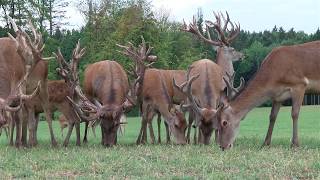 Rot und Damwildzucht  Gerald Ragginger [upl. by Airotkciv345]