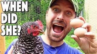 When Do Chickens Start To Lay Eggs 3 Easy Ways To Tell [upl. by Medeah]