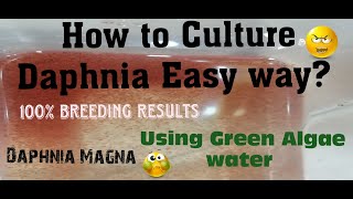 Daphnia MagnaHow to Culture Daphnia Easy wayCulturing Daphnia using Green water Daphnia [upl. by Aisined53]