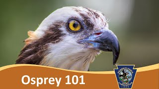 Osprey 101 [upl. by Iggy662]