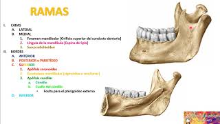 MAXILAR INFERIOR o MANDÍBULA [upl. by Balthasar]