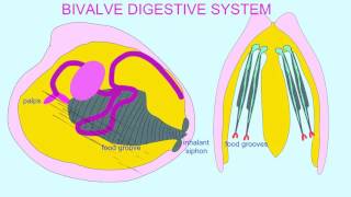 BIVALVE DIGESTIVE SYSTEM [upl. by Maia691]