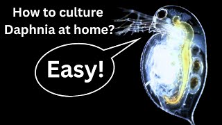 BEST Live Fish Food Beginner guide How to Culture Daphnia at home [upl. by Heater]