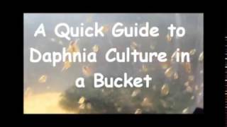 How to culture daphnia outside [upl. by Rebmak]