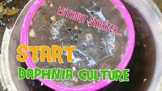 How to culture daphnia moina the easy way 1  Starting the Daphnia culture [upl. by Gregg449]