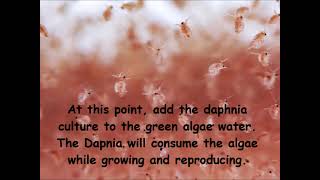 Daphnia  How to grow daphnia in your home [upl. by Eellek]