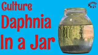 How to Culture Daphnia in a Jar [upl. by Niuqram]