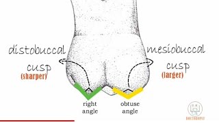 Permanent Maxillary 1st molar  Part 1 [upl. by Nowujalo]