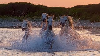 Camargue The Romance of Wild Horses [upl. by Selimah]