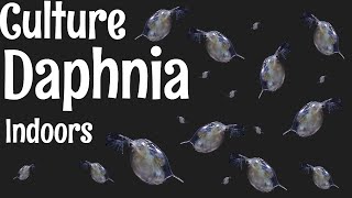 How to Culture Daphnia [upl. by Lecrad396]