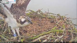 RUTLAND OSPREYS 1RO FLEDGES 03 JULY 24  080715 [upl. by Pellikka]