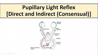 Pupillary Light Reflex [upl. by Nhoj117]