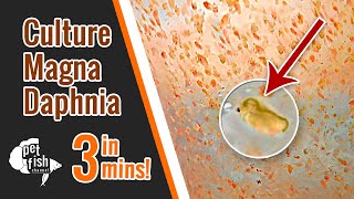 How to culture DAPHNIA MAGNA  The easy way [upl. by Hogarth]