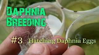 Daphnia Culture made simple and easy 3  Hatching Daphnia eggs [upl. by Nerval516]