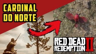 RED DEAD REDEMPTION 2 – CARDINAL DO NORTE PEDIDOS DE CAÇA LOCALIZAÇÃO  RDR2 100 PTBR [upl. by Ravid]