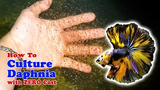 How to Culture Daphnia with ZERO Cost  Unlimited Live Food For Our Fish [upl. by Barny540]