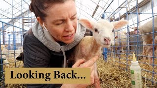 What I Wish I Knew Before Starting a Sheep Farm Vlog 126 [upl. by Ylliw]