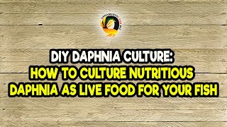 DIY Daphnia Culture How to Culture Nutritious Daphnia as Live Food for Your Fish [upl. by Kcired]