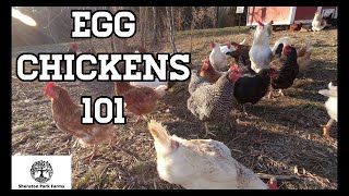 Beginners Guide To Egg Laying Chickens  Egg Chickens 101 [upl. by Tdnerb]