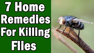 7 Home Remedies For Killing House Flies [upl. by Warner]