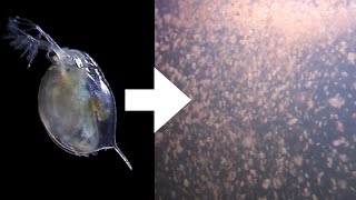 How I Culture Daphnia [upl. by Cesya299]