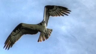 Osprey Hunting And Catching Fish [upl. by Spring820]