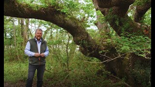 How to tell the age of an oak tree and facts about Quercus native to the UK with Tony Kirkham [upl. by Ariaj]